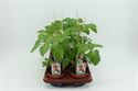 Afbeelding van Tomaat. Mini pruimtomaat (12cm pot) Bio